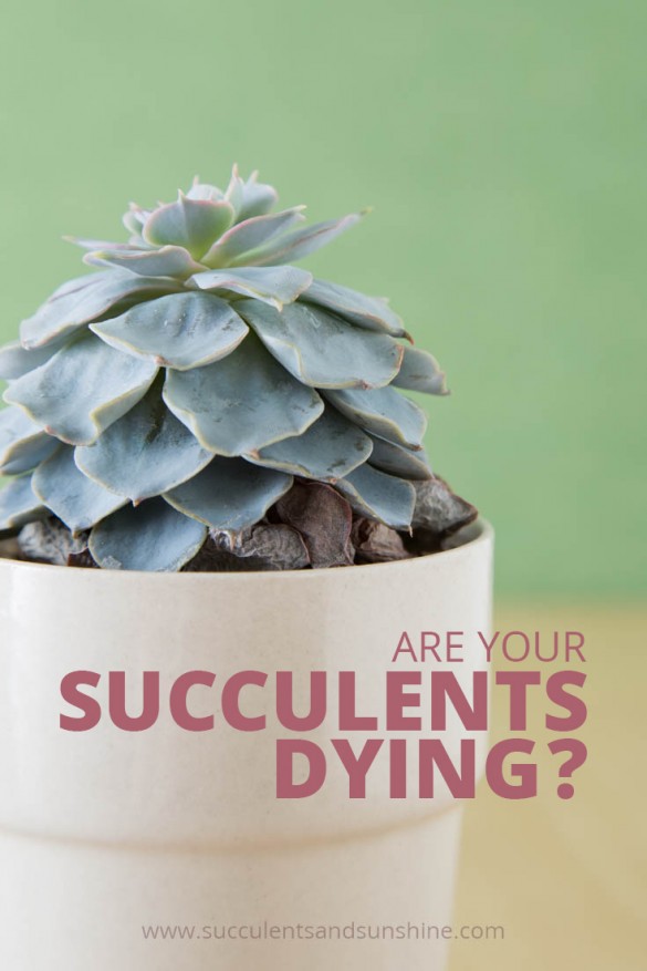Do-you-think-your-succulent-is-dying-Find-out-how-to-tell-what-might-be-killing-it-585x877