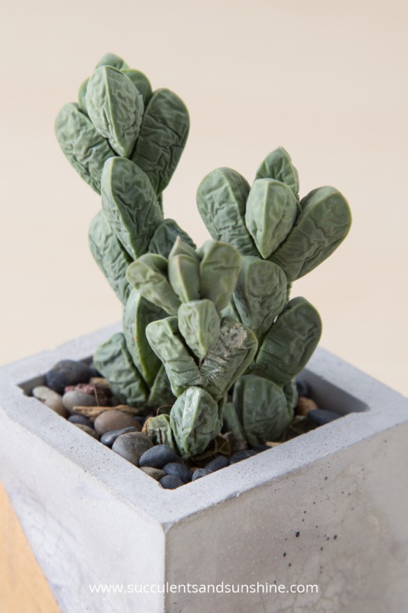 Find-out-how-to-tell-if-your-succulent-needs-more-water-585x878