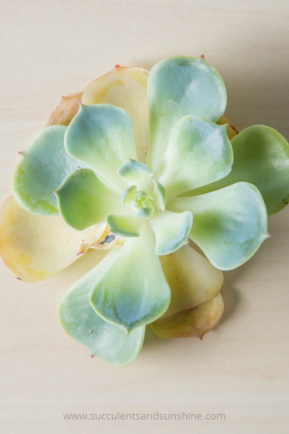 Succulents-that-have-been-overwatered-will-start-to-get-yellow-mushy-leaves-and-black-spots-585x878